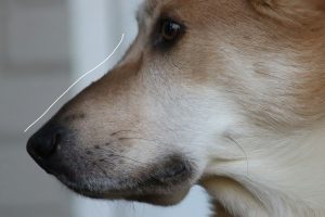 Chinook, nose, head, aquiline,