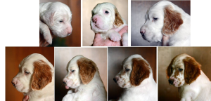 English Setter, coat, color, spot fairy, belton