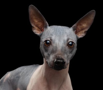 American Hairless Terrier, vellus, Xolo, Chinese Crested Hairless, hair, hairlessness, Peruvian Inca Orchid, FOXI3
