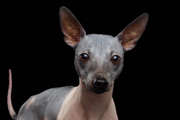 American Hairless Terrier, vellus, Xolo, Chinese Crested Hairless, hair, hairlessness, Peruvian Inca Orchid, FOXI3