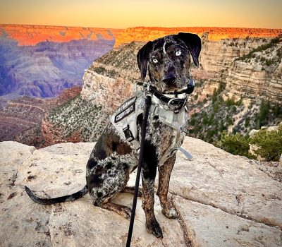 Catahoula Leopard Dog, Blue, Grand Canyon