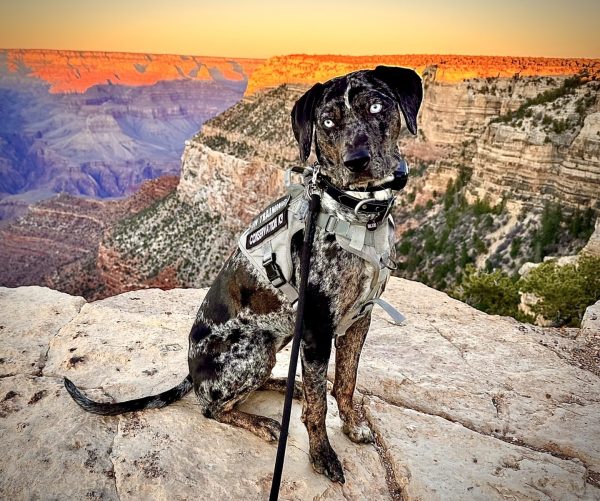 Catahoula Leopard Dog, Blue, Grand Canyon