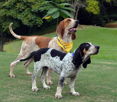 Colombian Fino Hound, Sabueso Fino Colombiano, Colombian Fino, Fino Hound, Colombian Hound, Colombian scent hound, Colombian hunting hound, Colombian native dog breed, Colombia’s only recognized native dog breed