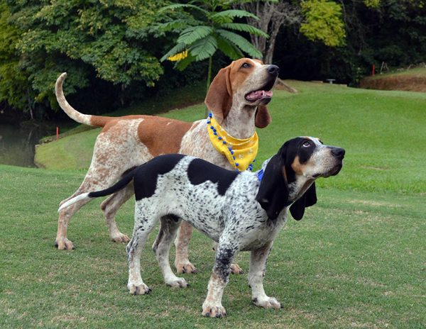 Colombian Fino Hound, Sabueso Fino Colombiano, Colombian Fino, Fino Hound, Colombian Hound, Colombian scent hound, Colombian hunting hound, Colombian native dog breed, Colombia’s only recognized native dog breed