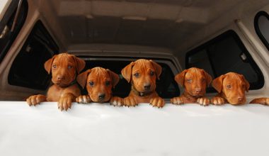 Nelson Mandela, Dalmatian, Gompo, F. R. Barnes, Rhodesian Ridgeback