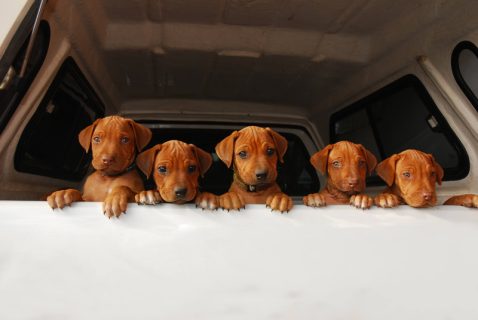 Nelson Mandela, Dalmatian, Gompo, F. R. Barnes, Rhodesian Ridgeback