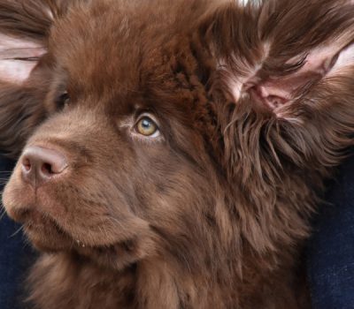 Newfoundland, ears,