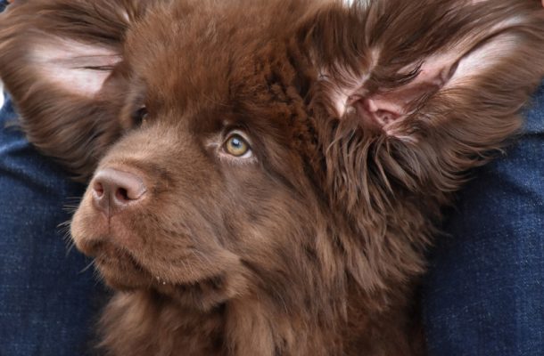 Newfoundland, ears,