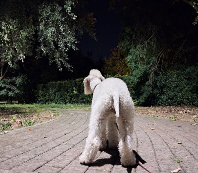 Bedlington Terrier, ratter, John Berkenhout, Richard Reynolds, R.A.T.S. RATscallions, Ryders Alley Trencher Fed Society, vermin