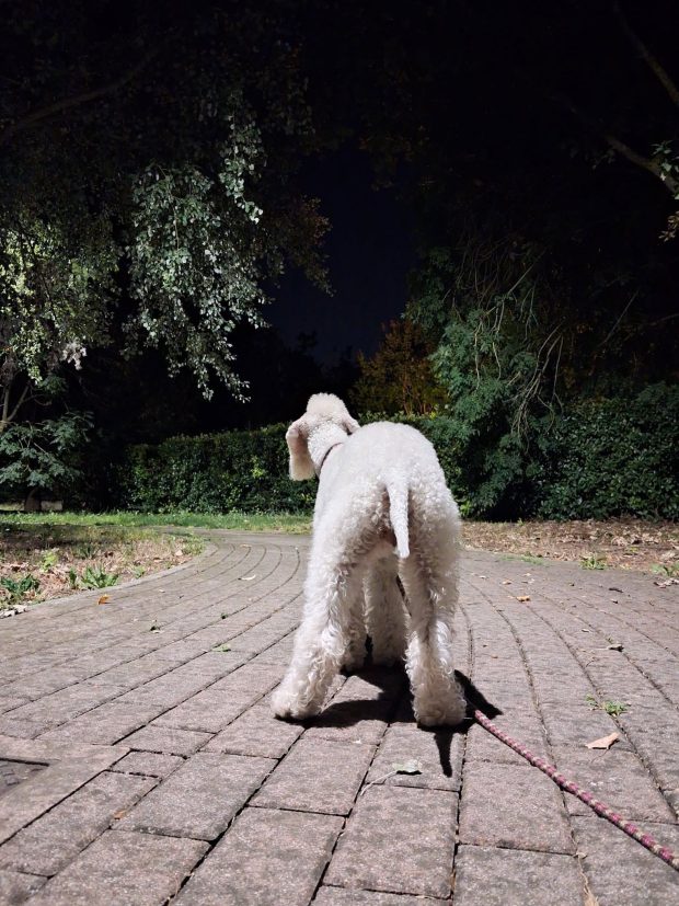 Bedlington Terrier, ratter, John Berkenhout, Richard Reynolds, R.A.T.S. RATscallions, Ryders Alley Trencher Fed Society, vermin