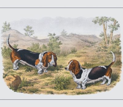 Basset Hound, terms, underline, collywobbles, skirt