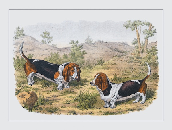 Basset Hound, terms, underline, collywobbles, skirt