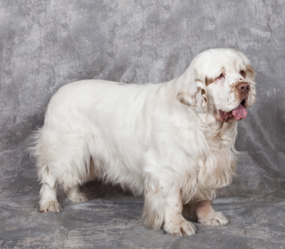 Clumber Spaniel, Clumber Park, McConnel ROBOCUT robo-mulcher, Walking With Clumbers, Dukes of Newcastle,William Mansell, Duc de Noailles,  the Duke’s breed, “Mansell’s breed”