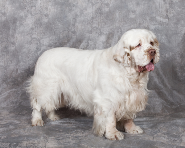 Clumber Spaniel, Clumber Park, McConnel ROBOCUT robo-mulcher, Walking With Clumbers, Dukes of Newcastle,William Mansell, Duc de Noailles, the Duke’s breed, “Mansell’s breed”