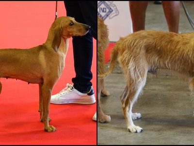 Bravo × Bravo, Appennine Hound, Segugio dell'Appennino,Segugio dell'Appennino, Appennine Hound, Italian Hare-Hunting Dog, Piccolo Lepraiolo Italiano, Scenthounds, Hare hunting dogs, Italian dog breeds, Native Italian breeds, Dog breed history, Filippo Zacchini, Apennine Mountains, Breed preservation