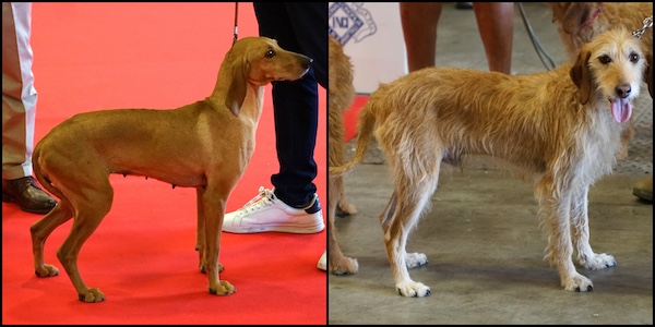 Bravo × Bravo, Appennine Hound, Segugio dell'Appennino,Segugio dell'Appennino, Appennine Hound, Italian Hare-Hunting Dog, Piccolo Lepraiolo Italiano, Scenthounds, Hare hunting dogs, Italian dog breeds, Native Italian breeds, Dog breed history, Filippo Zacchini, Apennine Mountains, Breed preservation