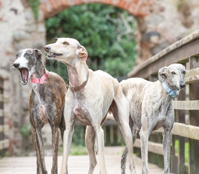 collective noun, leash of greyhounds, greyhound, team, brace, term