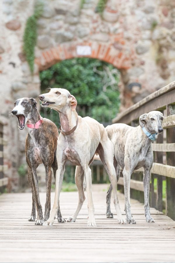 collective noun, leash of greyhounds, greyhound, team, brace, term