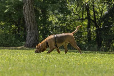 Hunting the clean boot, mantrailing, Bloodhound, line-up,runner,