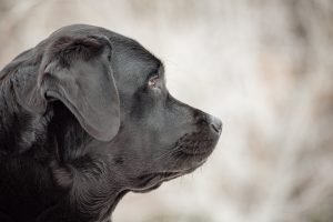  Labrador Retriever, head, standard