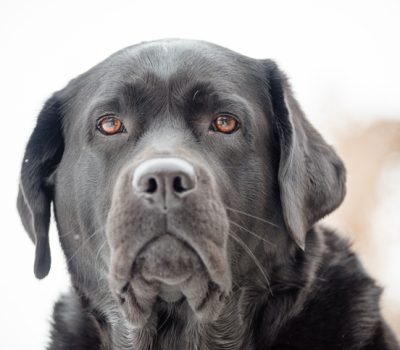 Labrador Retriever, head, standard