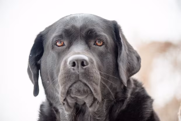 Labrador Retriever, head, standard