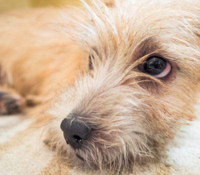 Obedience, Norfolk Terrier, Norwich terrier