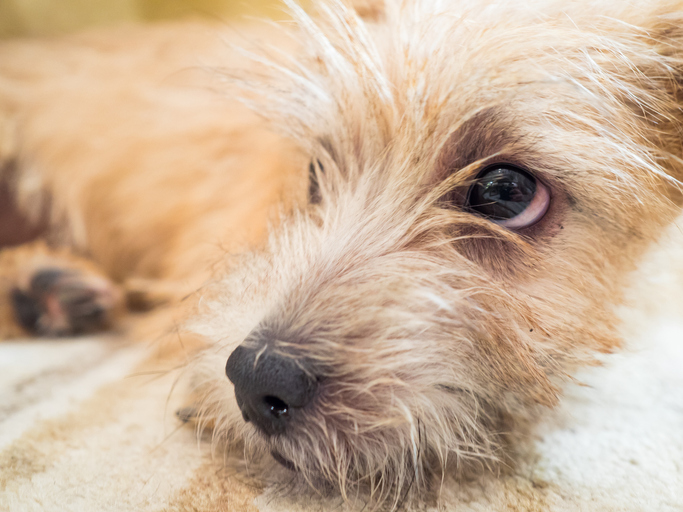 Obedience, Norfolk Terrier, Norwich terrier