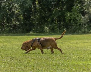 Hunting the clean boot, mantrailing, Bloodhound, line-up,runner,