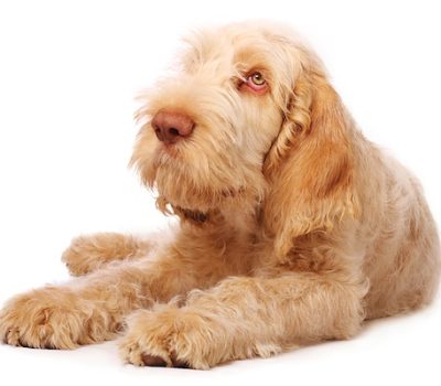 Spinone Italiano, nose, mushroom, Meghen Riese-Bassel