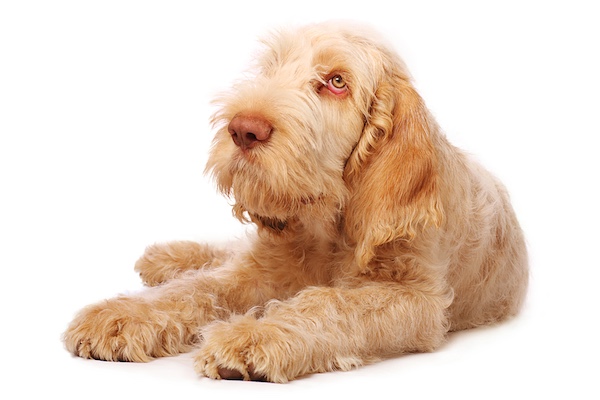 Spinone Italiano, nose, mushroom, Meghen Riese-Bassel