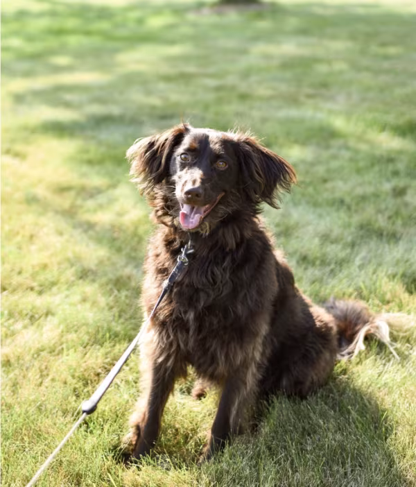 Boykin Spaniel, South Carolina, state dog, bourbon, High Cotton Bourbon, Hollow Creek,