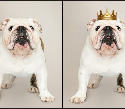 Kennel Club, Kennel Club