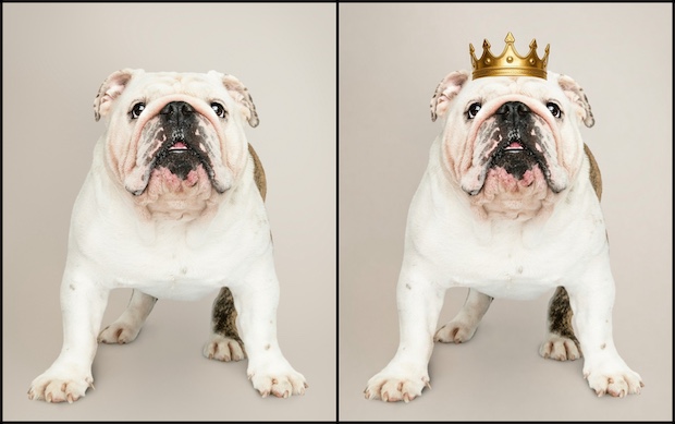 Kennel Club, Kennel Club