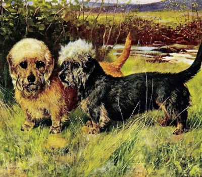 Dandie Dinmont Terrier, art, painting, National Galleries of Scotland, James Cowan Smith, Charlotte Topsfield, Old Ginger, Selkirk