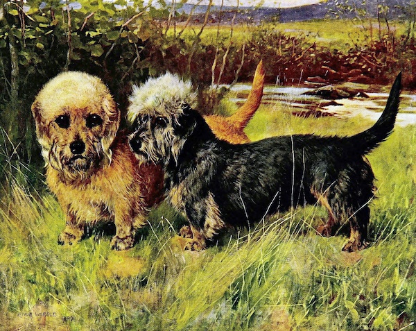 Dandie Dinmont Terrier, art, painting, National Galleries of Scotland, James Cowan Smith, Charlotte Topsfield, Old Ginger, Selkirk