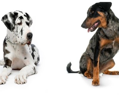 Beauceron, Great Dane, Harlequin, dog coat colors, canine color terminology, breed standards, AKC breed standards, Gray Black and Tan, merle, Merlequin, dog markings, purebred dogs, dog breed comparison, canine genetics, dog color patterns