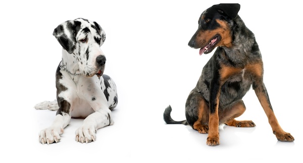 Beauceron, Great Dane, Harlequin, dog coat colors, canine color terminology, breed standards, AKC breed standards, Gray Black and Tan, merle, Merlequin, dog markings, purebred dogs, dog breed comparison, canine genetics, dog color patterns
