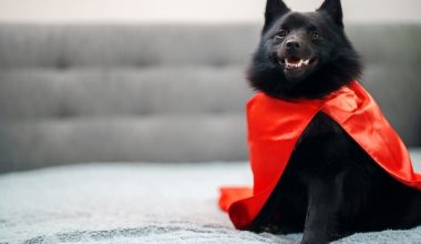  Schipperke, standards, breed standard, cape, ruff, mane, frill, culottes. 