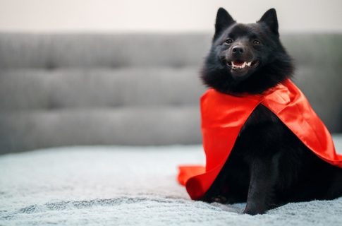  Schipperke, standards, breed standard, cape, ruff, mane, frill, culottes. 