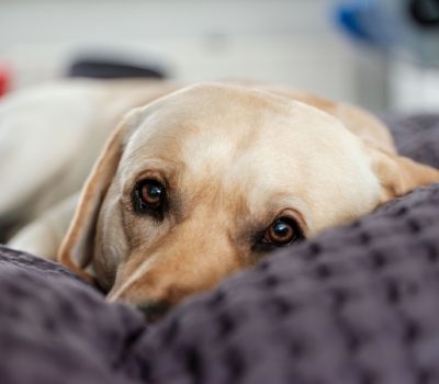Labrador Retriever, color, yellow Lab, MC1R gene