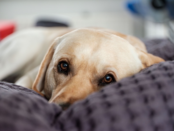 Labrador Retriever, color, yellow Lab, MC1R gene