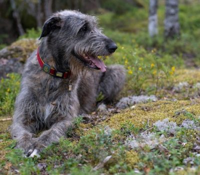Irish Wolfhound, whiskey, Tullamore D.E.W., William Grant & Sons, Edward Molloy, John Coll, Daniel E. Williams, art,