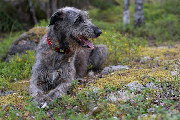 Irish Wolfhound, whiskey, Tullamore D.E.W., William Grant & Sons, Edward Molloy, John Coll, Daniel E. Williams, art,