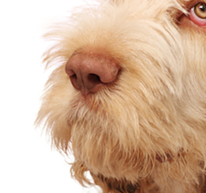 Spinone Italiano, nose, mushroom, Meghen Riese-Bassel