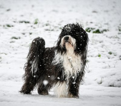 Tibetan Terrier, paws, feet, snowshoe feet, snowshoe effect,