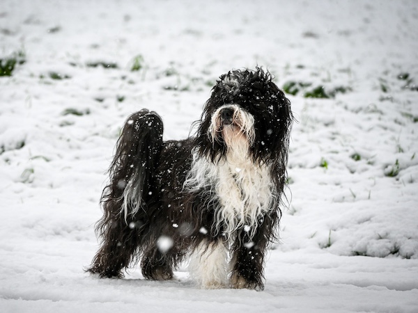 Tibetan Terrier, paws, feet, snowshoe feet, snowshoe effect,
