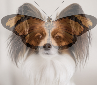 Papillon, Phalène, butterfly dog, moth, drop-eared Papillon, erect-eared Papillon, Papillon ears, butterfly ears, ear carriage, white blaze