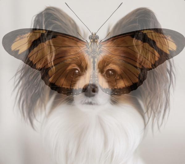 Papillon, Phalène, butterfly dog, moth, drop-eared Papillon, erect-eared Papillon, Papillon ears, butterfly ears, ear carriage, white blaze