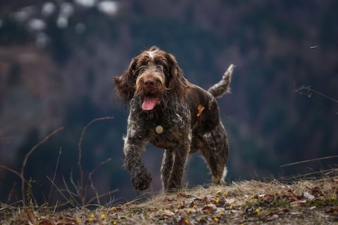 German Wirehaired Pointer, GWP, Deutsch Drahthaar, Capstaff Papers, Genevieve Capstaff, AKC, AKC Library & Archives, Breed History, Archival Discovery, Foundation Stock, Pedigrees, AKC Registration, Breed Recognition, Sporting Dogs, Hunting Dogs